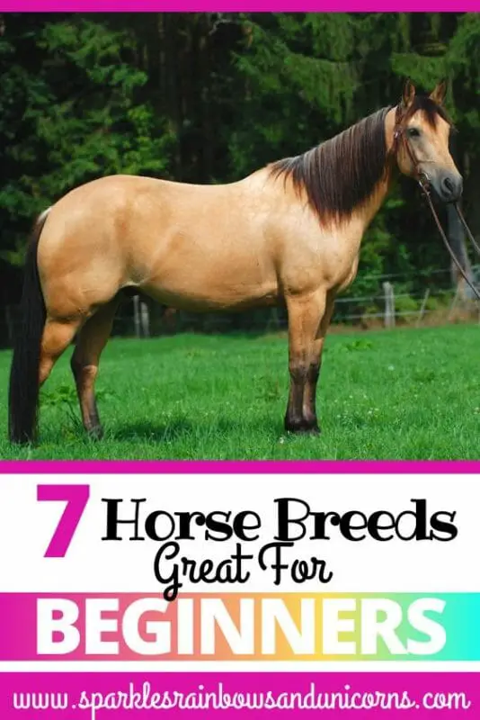 The 7 Best Horse Breeds For Beginners Joyful Equestrian