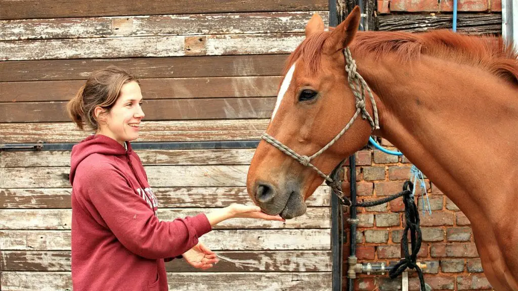 handing feeding horse treat
