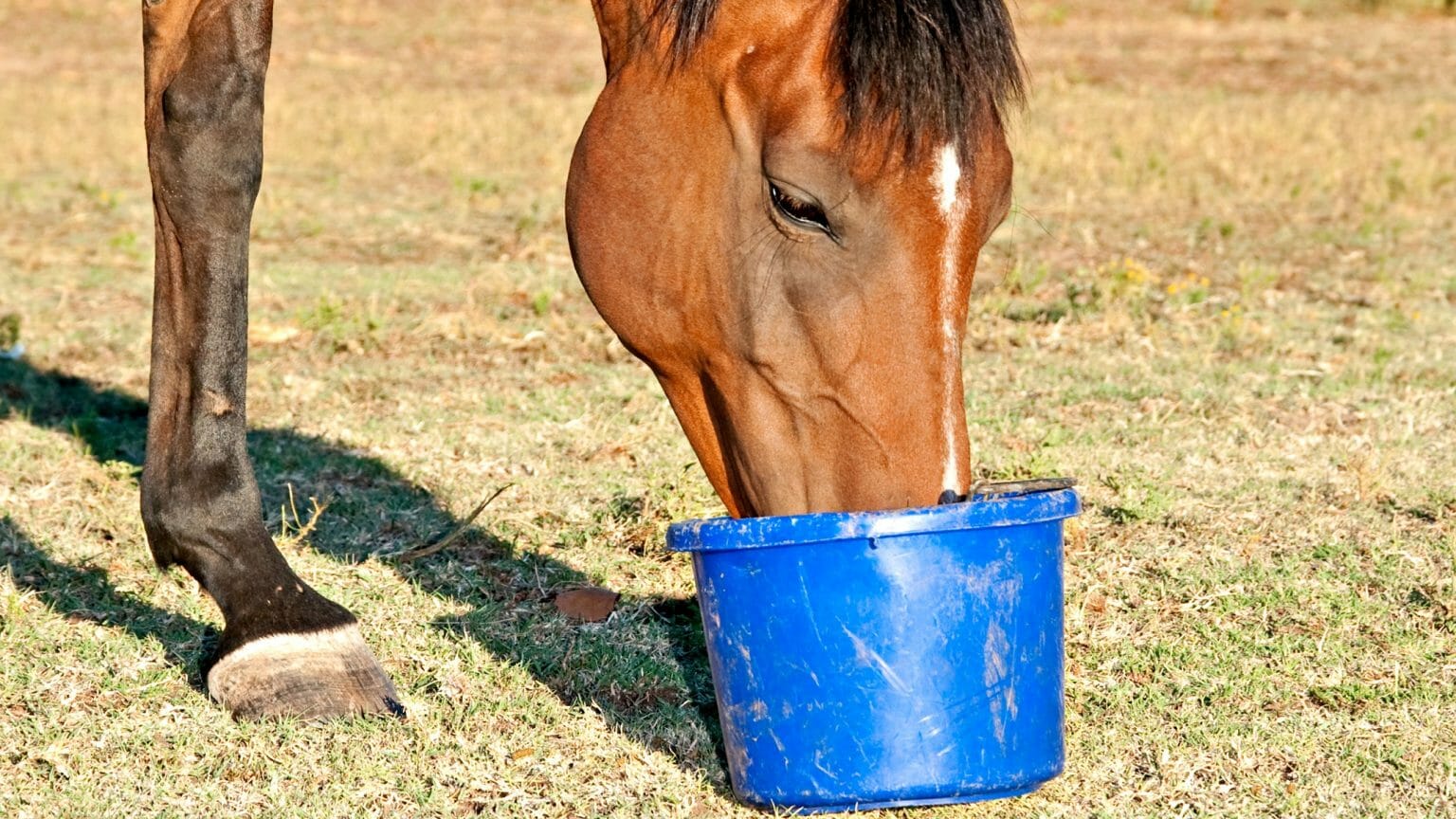 How To Feed Horse Treats And Keep Your Fingers