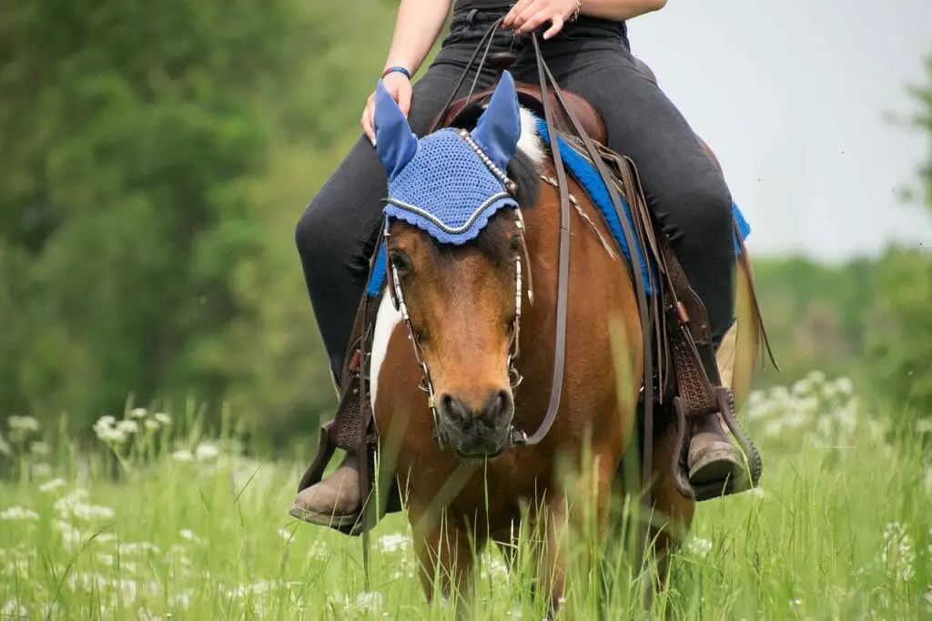 Different Kinds Of Horse Leases Choosing What Kind Is Best For You
