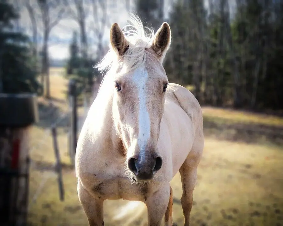 Palomino Horse Mare - Free photo on Pixabay