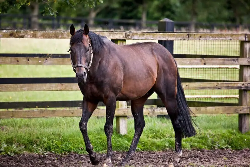 male horse types