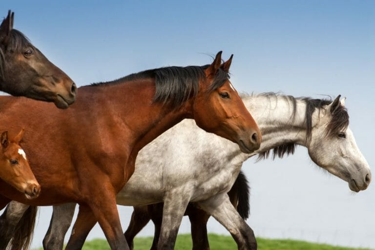 Horse Gender & Age Terms Explained For Beginners