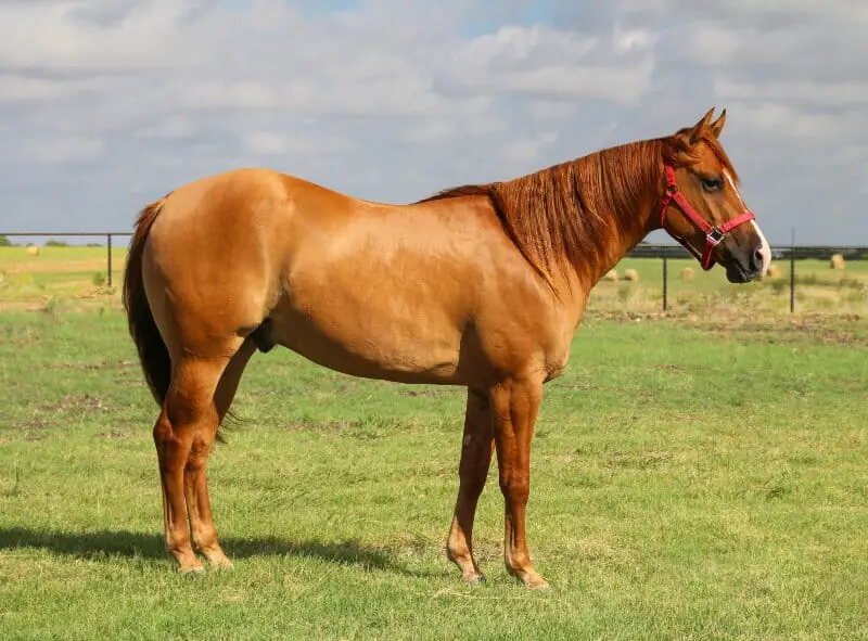 The neutered horse called