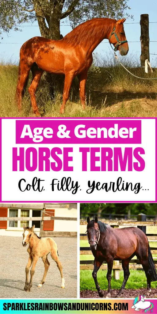 Horse Genders Explained (14 Common Horse Gender & Age Related Terms