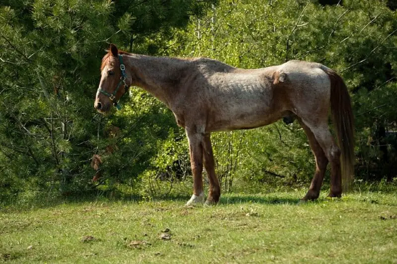 horse age names
