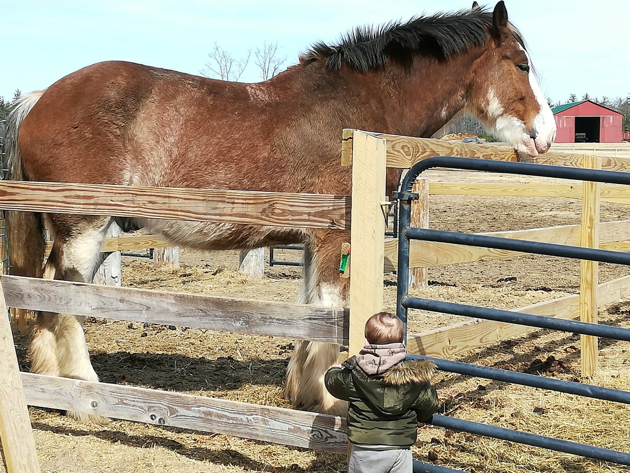 List Of Draft Horse Rescues In The USA