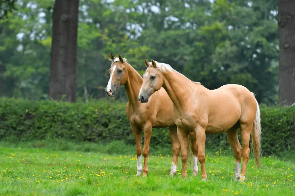 27 Interesting Palomino Horse Facts With Beautiful Pictures & Some Extras