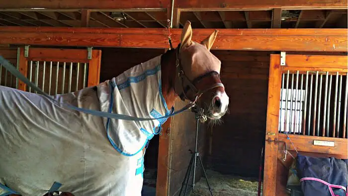 Bay horse on cross ties with fly mask and fly sheet. Do fly sheets make horses hot?