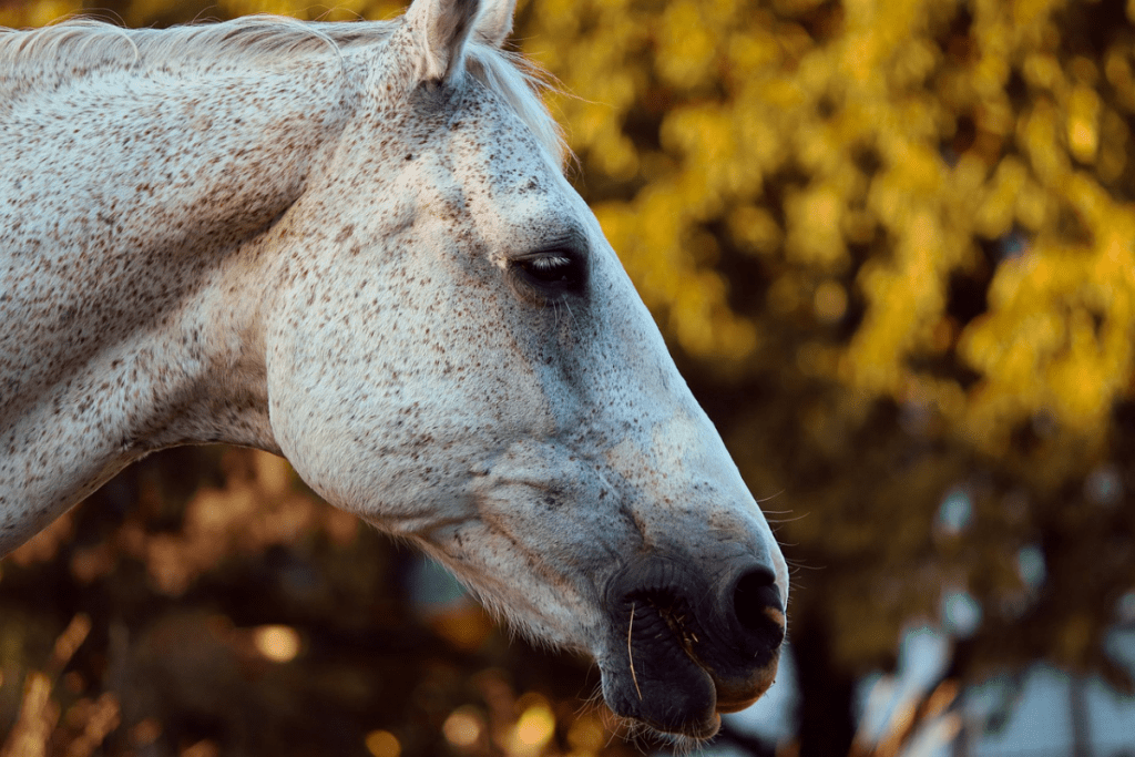 Facts & Info On Flea Bitten Grey Horses