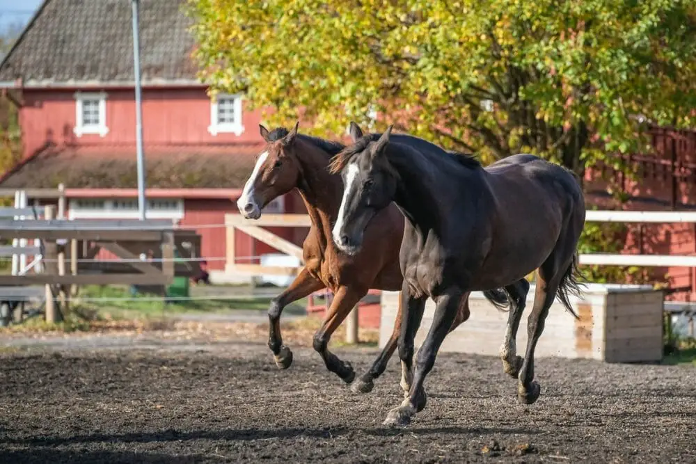 The True Cost Of Keeping a Horse At Home