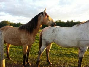 Learn 10 Facts, Differences & Color Shades Of Buckskin vs Dun Horses