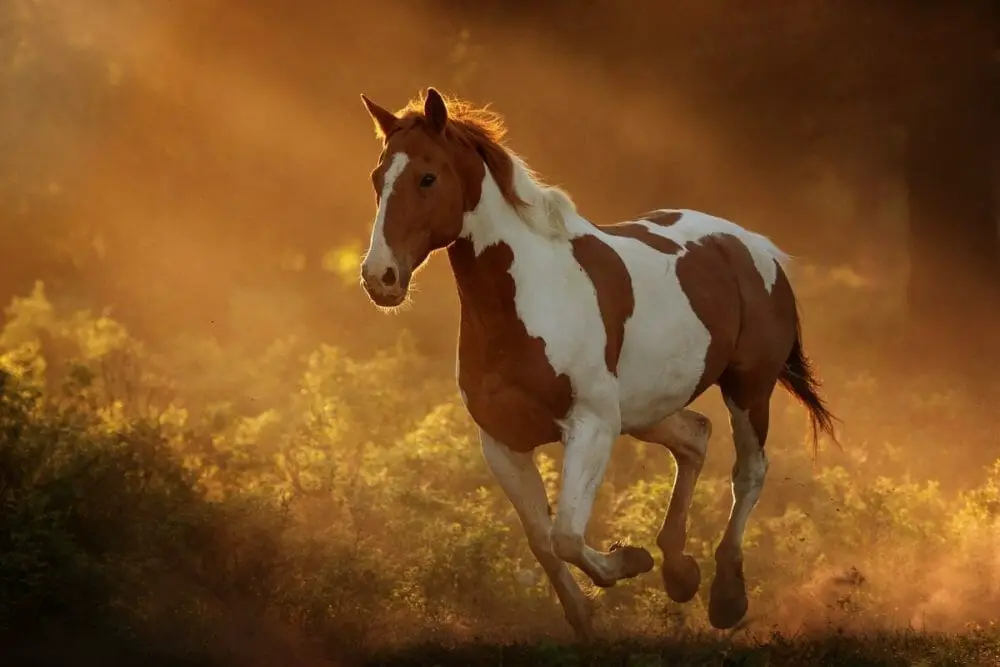 Horse Coat Patterns for the American Paint Horse