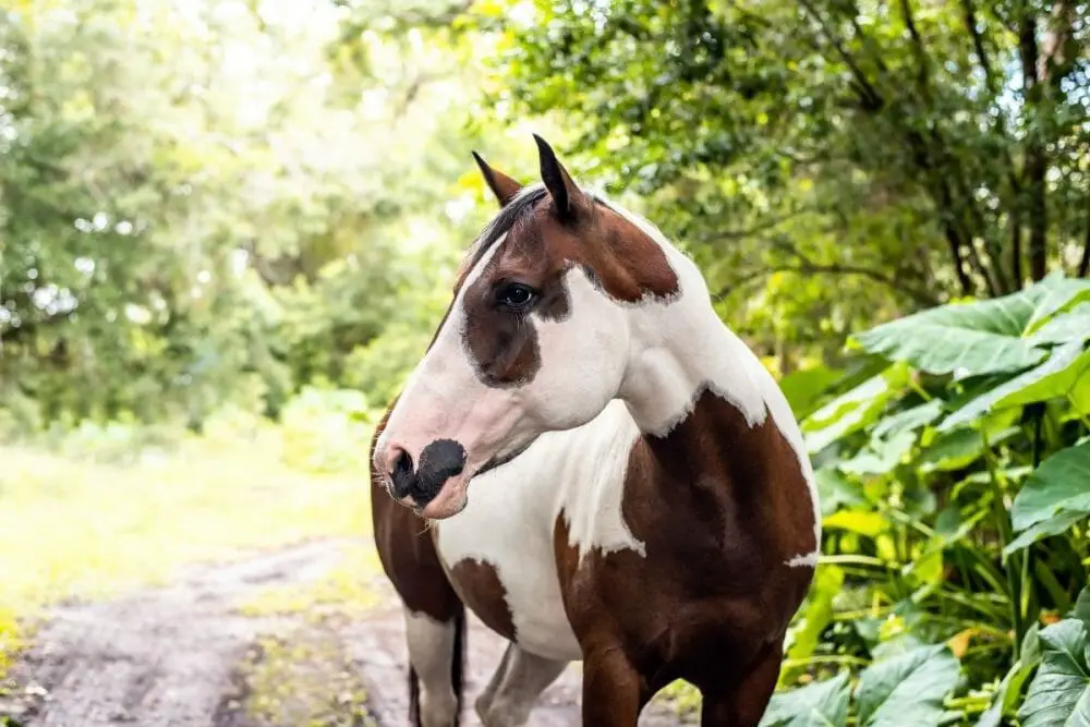Horse Coat Patterns for the American Paint Horse