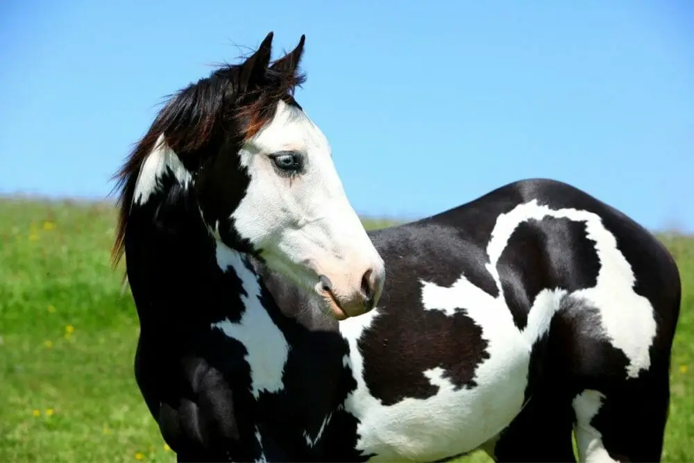 Horse Coat Patterns for the American Paint Horse