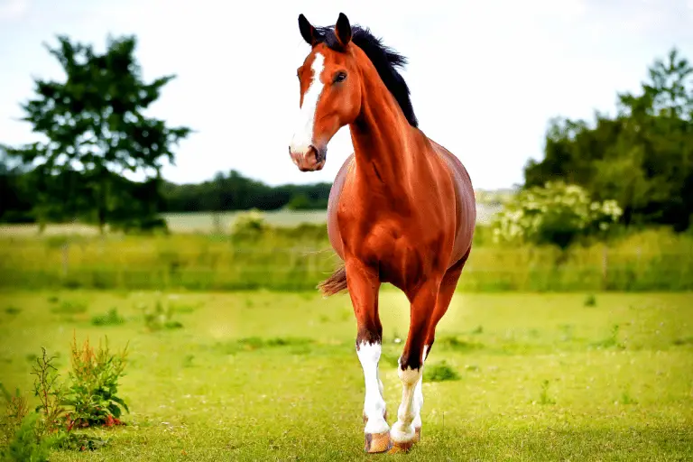 Ultimate List Of Horse & Equestrian Instagram Hashtags