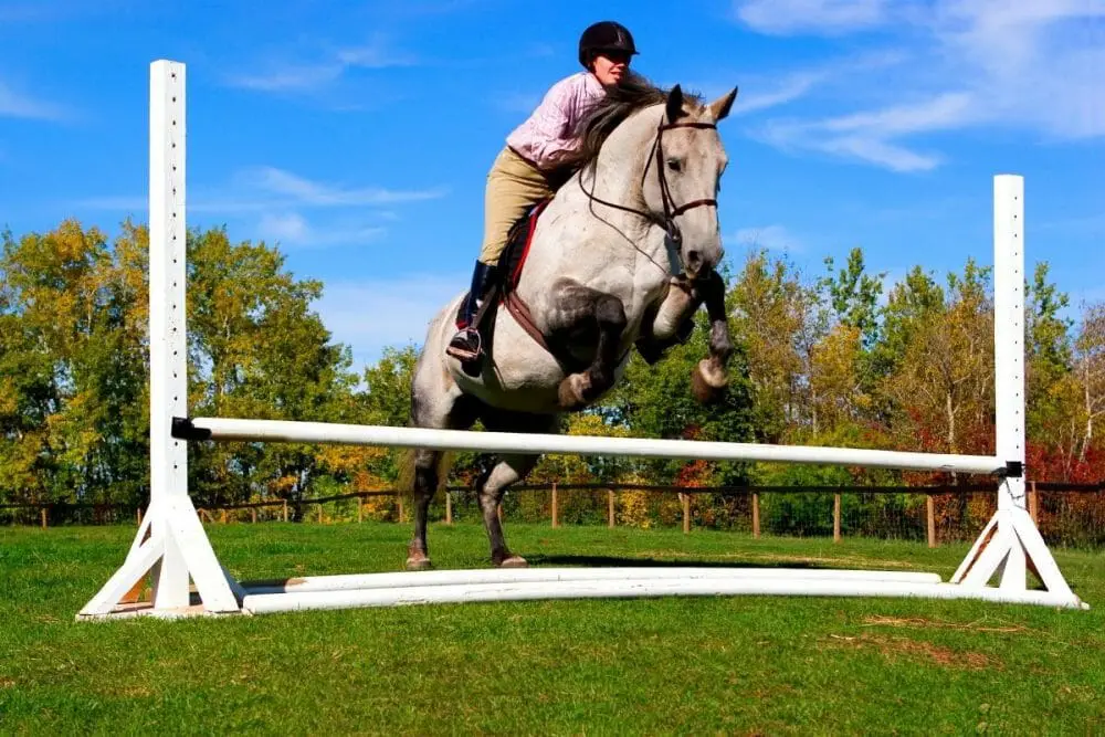 Hunter Vs Jumper Vs Equitation Understand The Difference