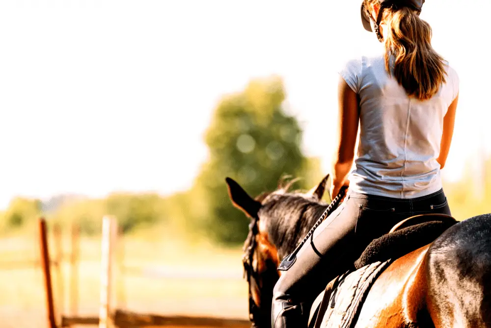 Favorite Horse And Equestrian Products