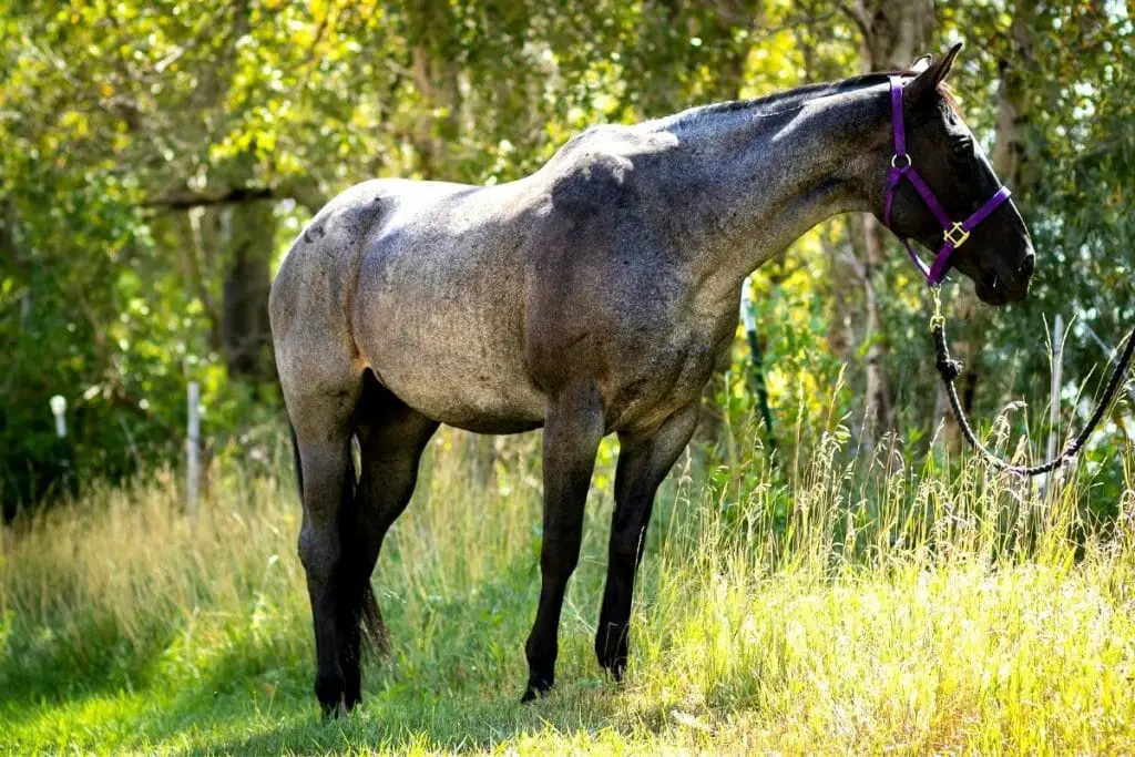 Horse Blue Roan