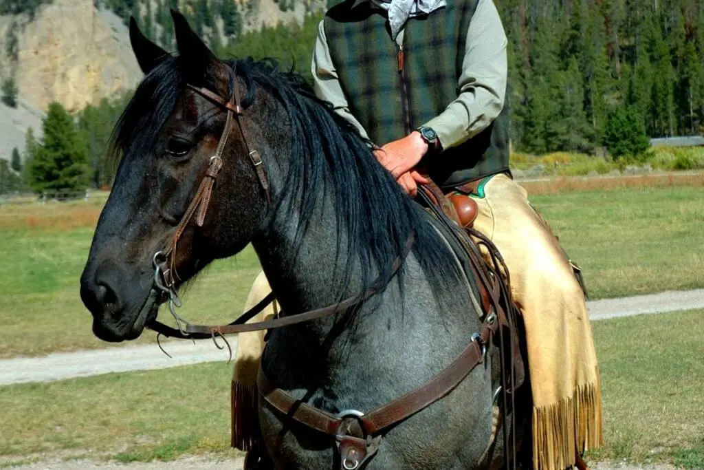 Blue Roan Quarter Horse