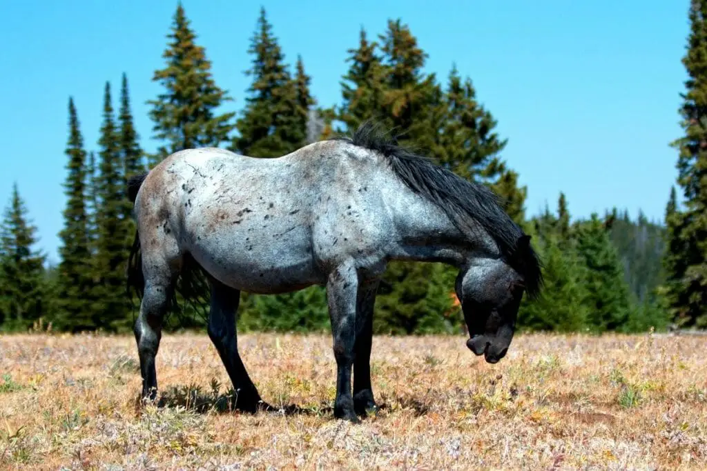 blue roan stallion