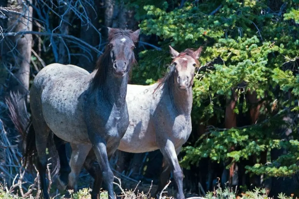 Young Blue Roan Horses