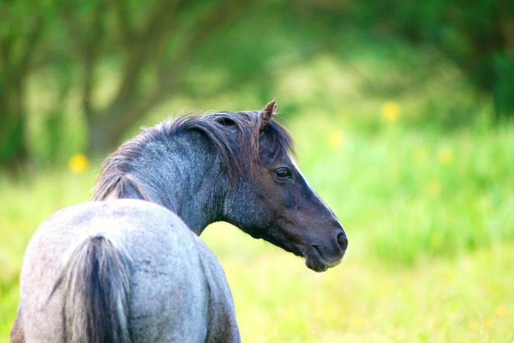 blue roan welsh pony