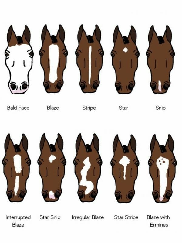 Horse Face and Leg Markings Chart
