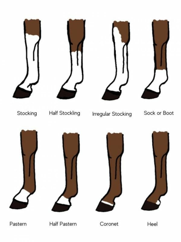 Horse Face and Leg Markings Chart
