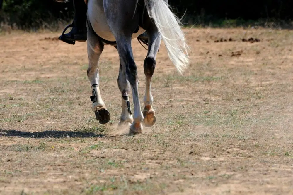 How To Tell You're On The Correct Posting Diagonal At The Trot
