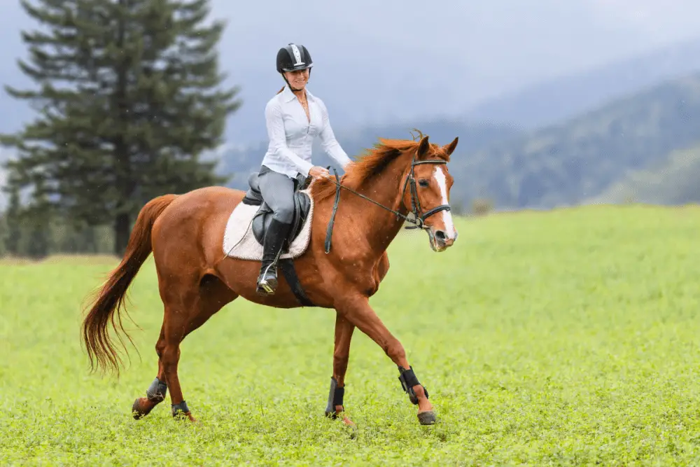 Where To Find Horses For Sale? Horse Classified Site List