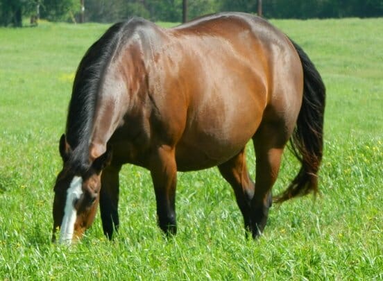 horse terms gender