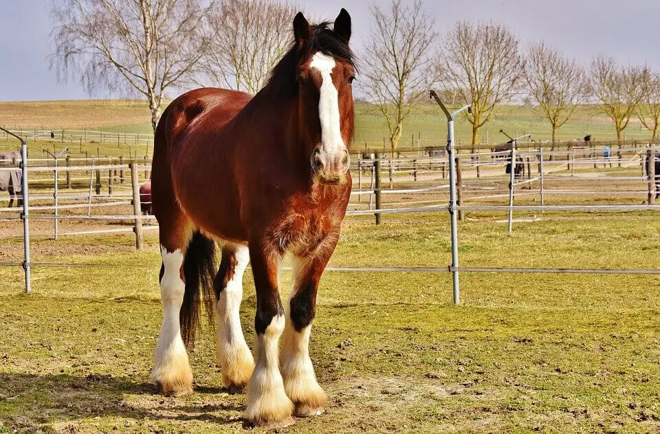 Heaviest Horse is A Shire