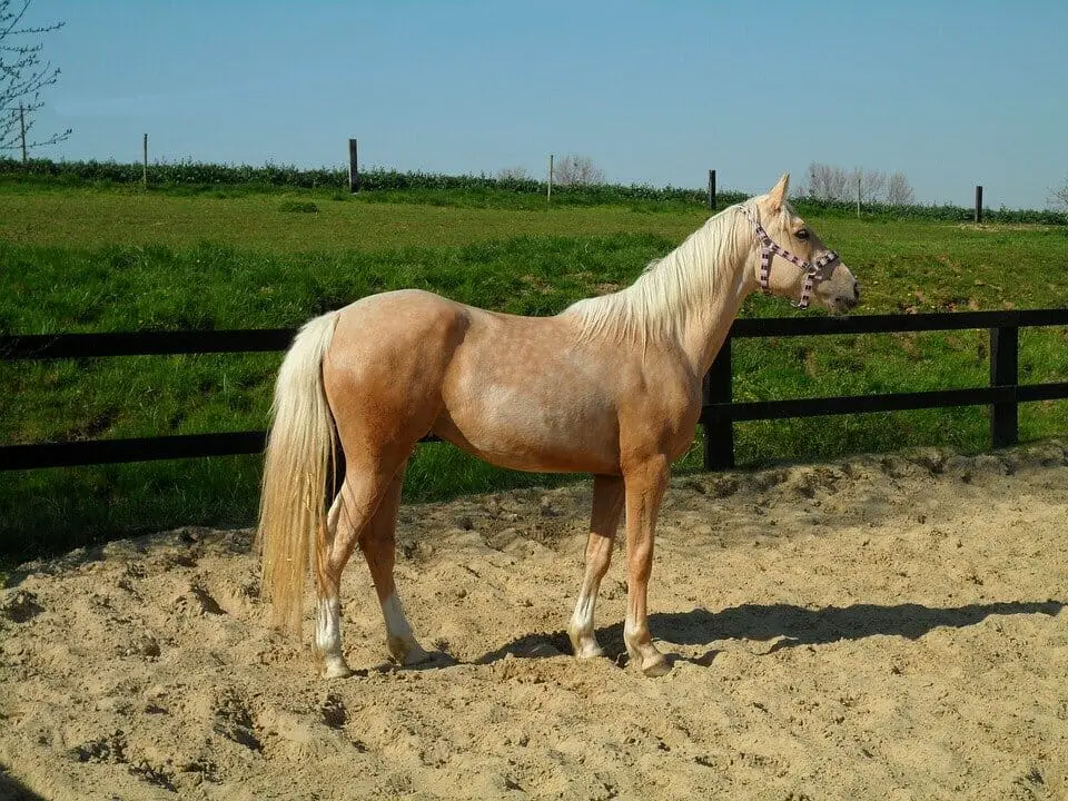 young female horse called