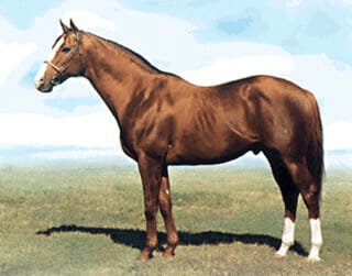 horse terms to know