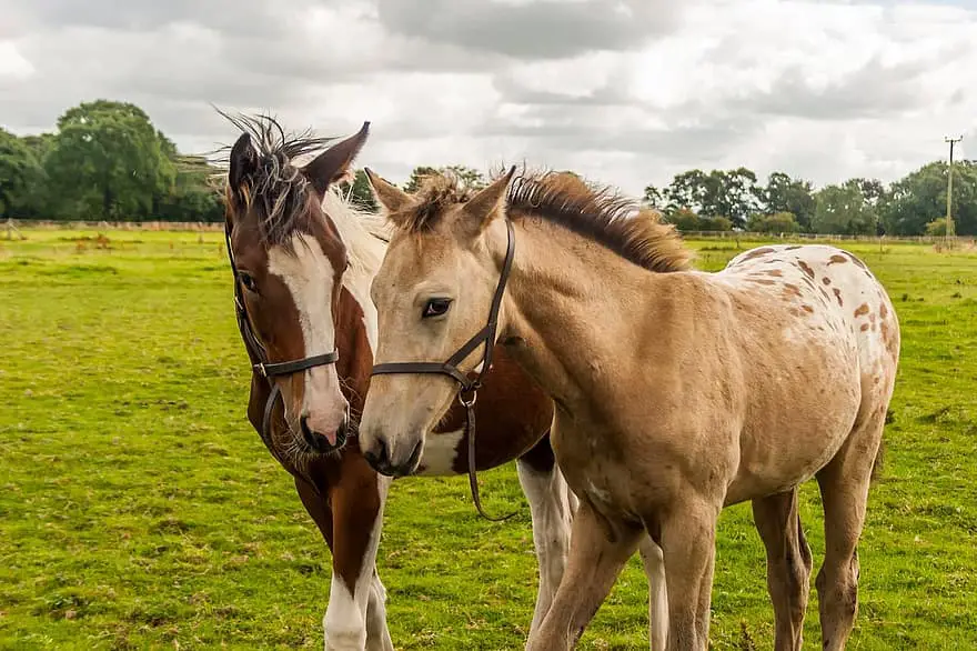 what is a weanling