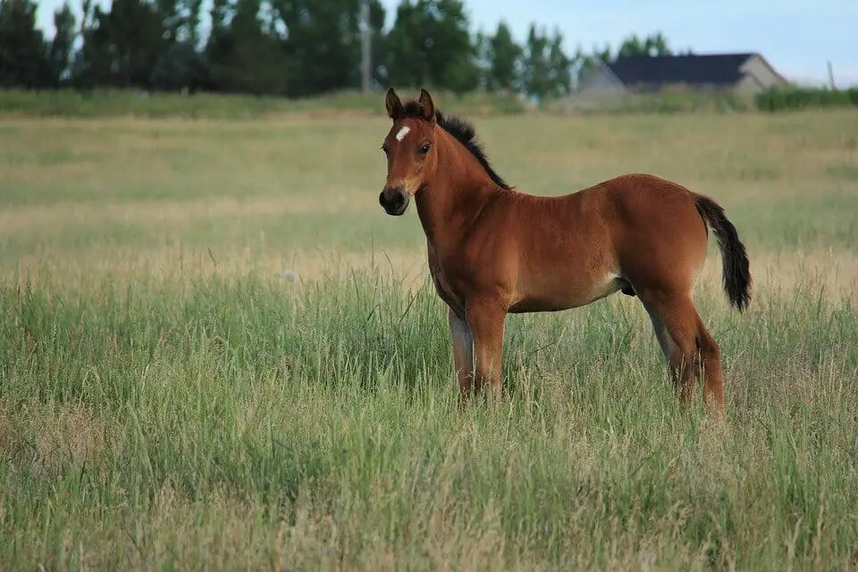 Horse Genders Explained (14 Common Horse Gender & Age Related Terms ...