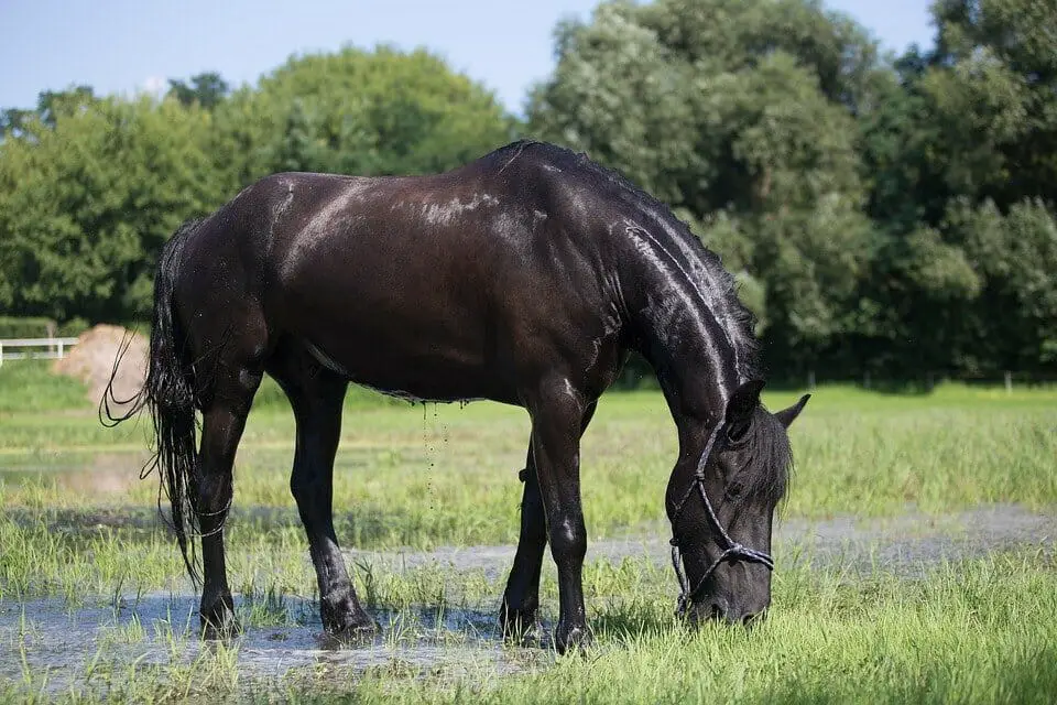 horse weight based on breed