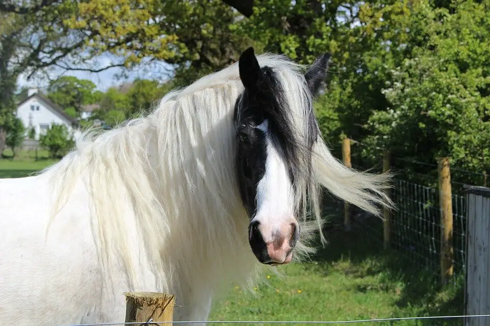 horse weight based on type