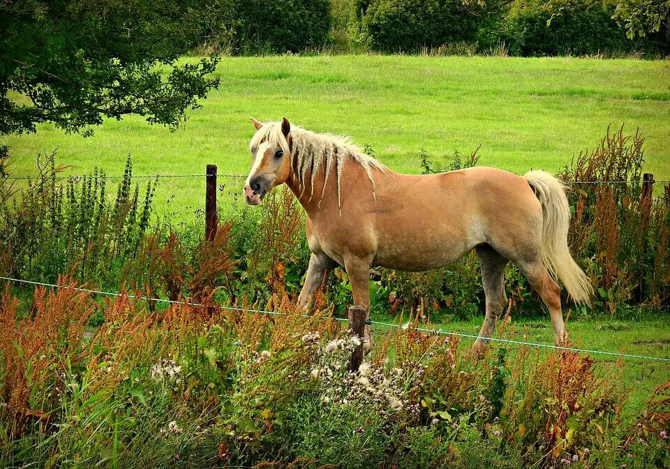 how much horses weigh