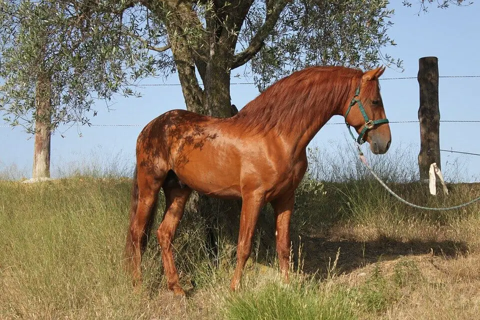 horse gender names
