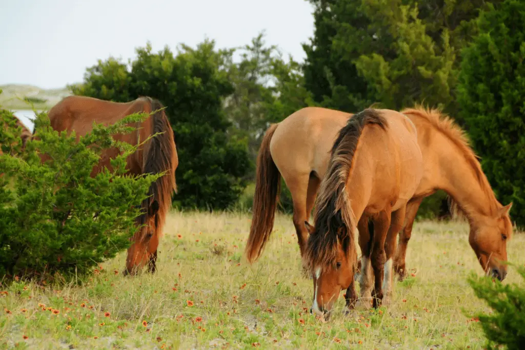 Horses grazing on grass together.
