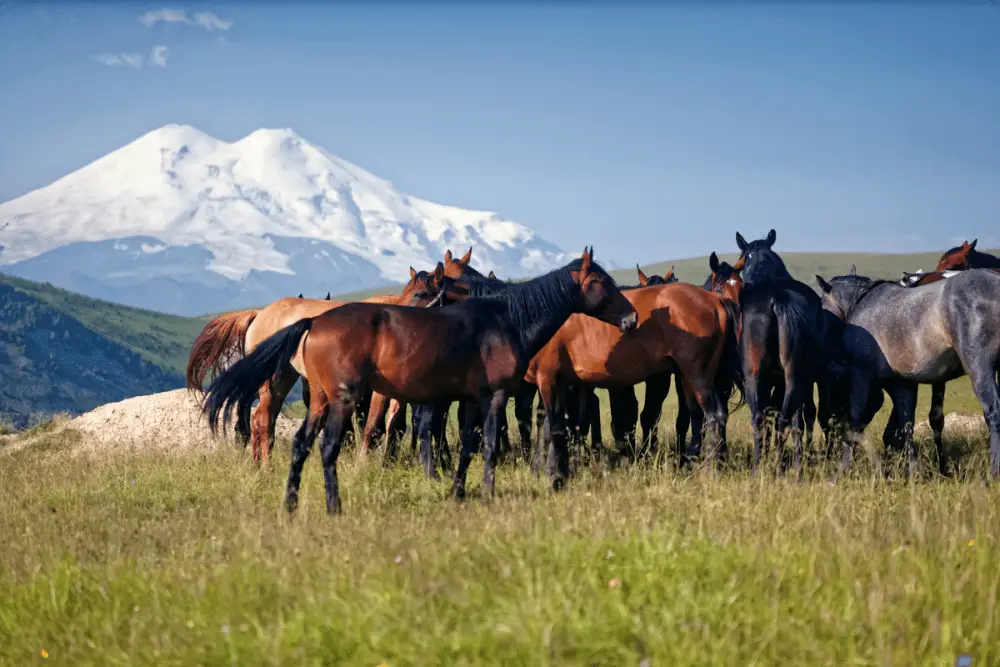 Horse Herd Behavior
