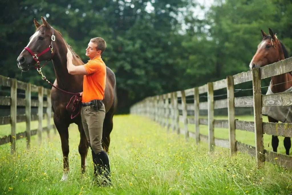 horse communication with humans