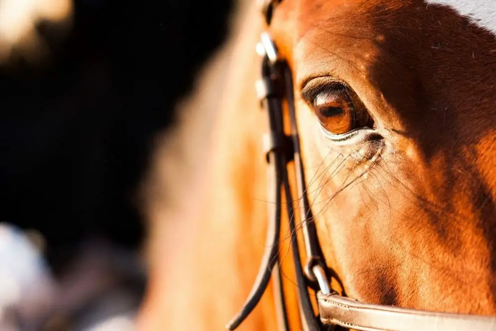 understand your horse's body language