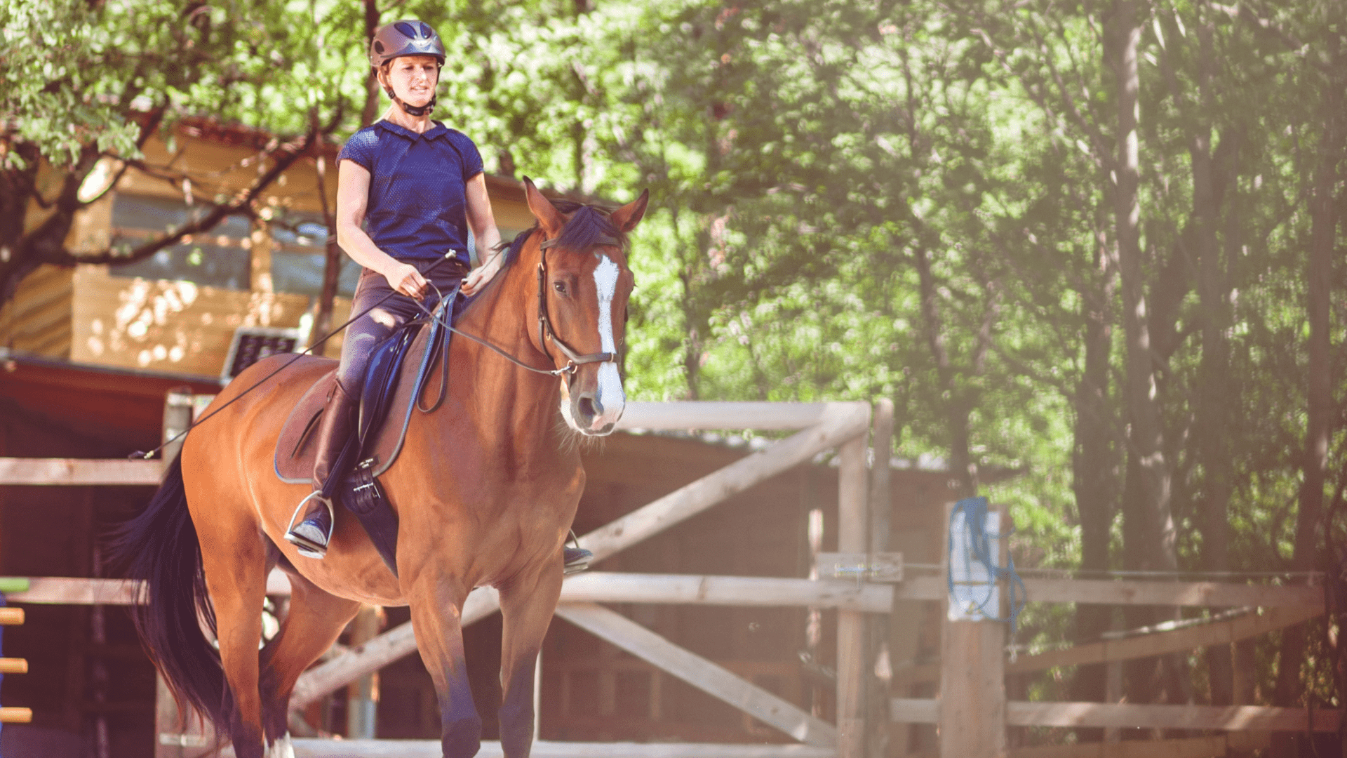 5 Foolproof Equine Training Tips For New Horse Owners