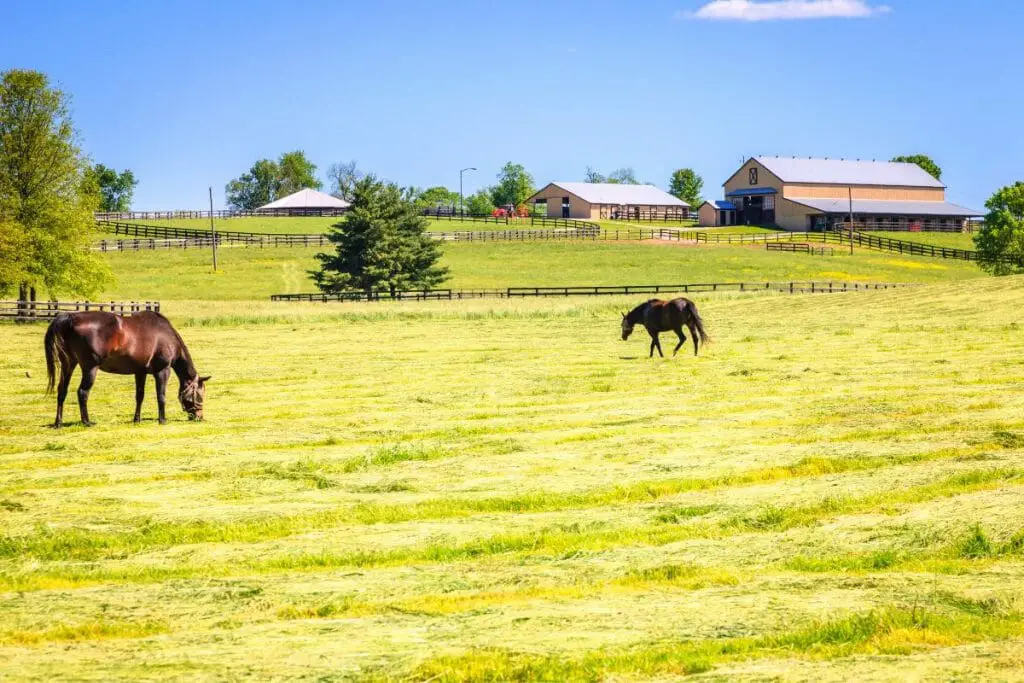 tips & guide on buying your first horse