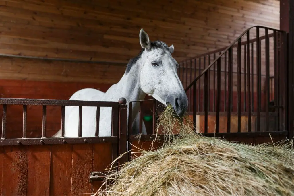buying a horse for the first time