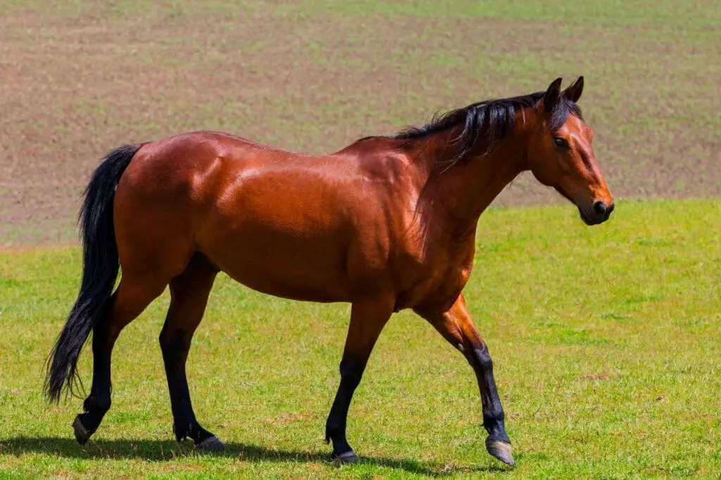 Blood Bay Horses