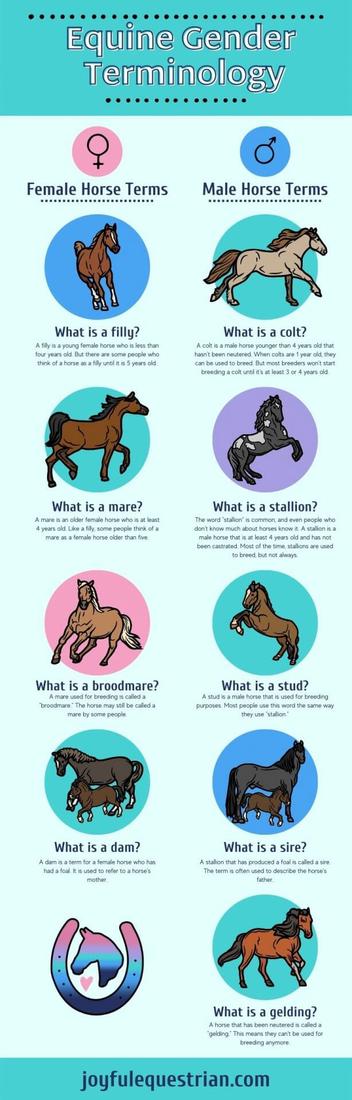 What is horse gender?